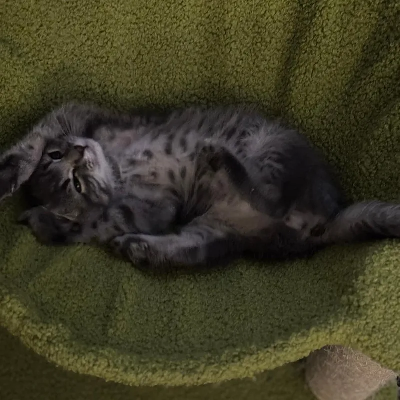 A baby small-sized male Gray / Blue / Silver Domestic Short Hair cat named Graphite for adoption in Staten Island, NY