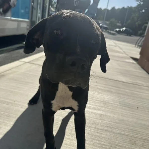A young medium-sized female Mastiff dog named Kristen for adoption in Walnut Creek, CA