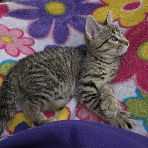 Crostini thumbnail 2