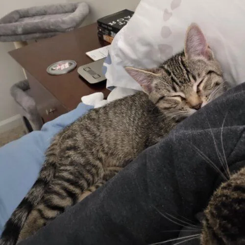 Crostini thumbnail 3