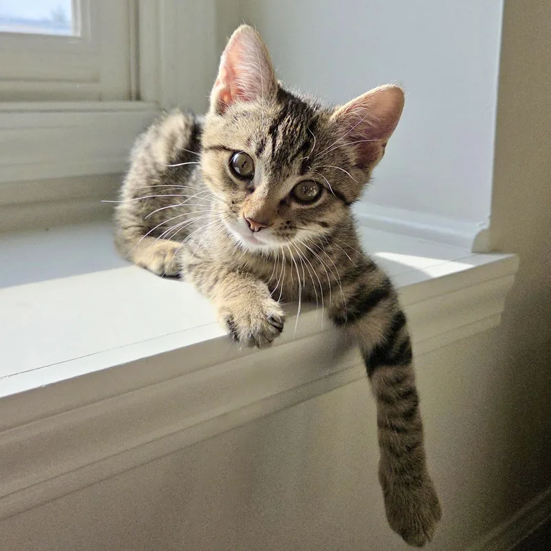 Crostini thumbnail 4