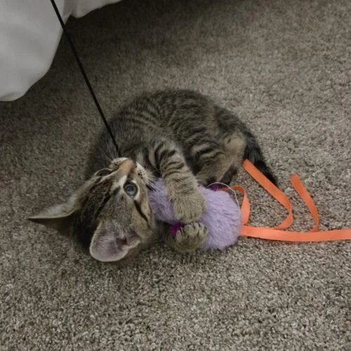 Crostini thumbnail 5