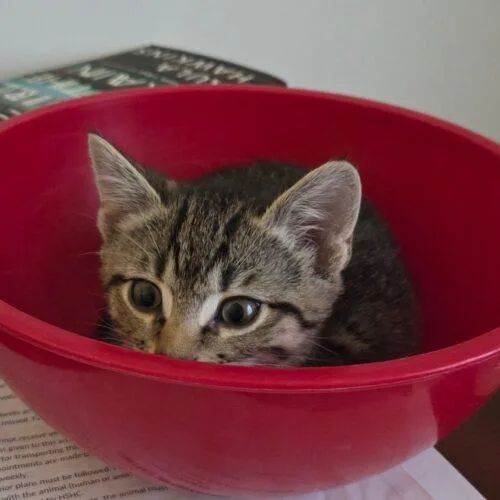 Crostini thumbnail 6