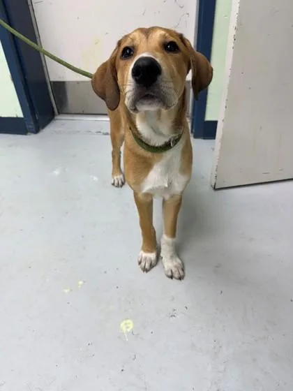 A baby extra large-sized female Mixed Breed dog named Leliana for adoption in Savannah, GA