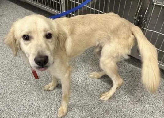 An adult medium-sized male Golden Retriever dog named A for adoption in Houston, TX