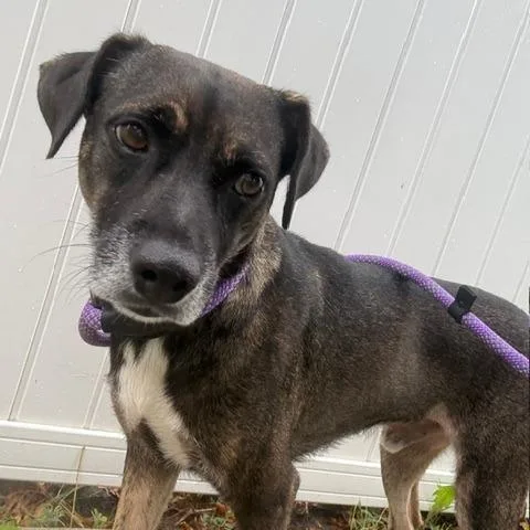 An adult medium-sized male Brown / Chocolate Mixed Breed dog named Wilfred for adoption in Chicago, IL