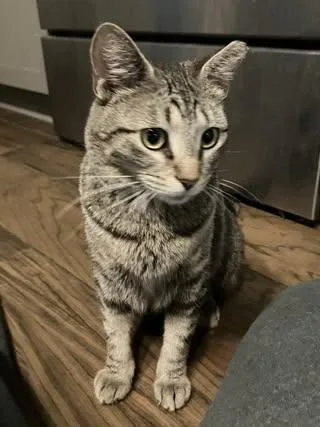 A young small-sized female Tabby (Tiger Striped) Domestic Medium Hair cat named Callie for adoption in Calera, AL