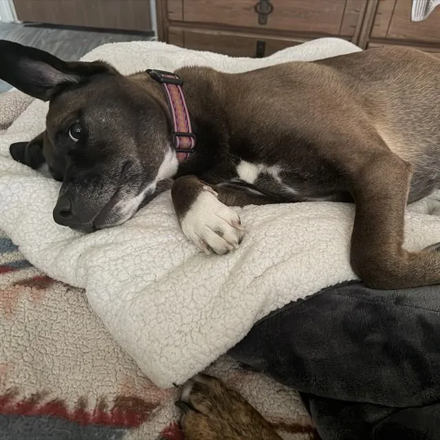 An adult medium-sized female Pit Bull Terrier dog named Roxy for adoption in Alameda, CA