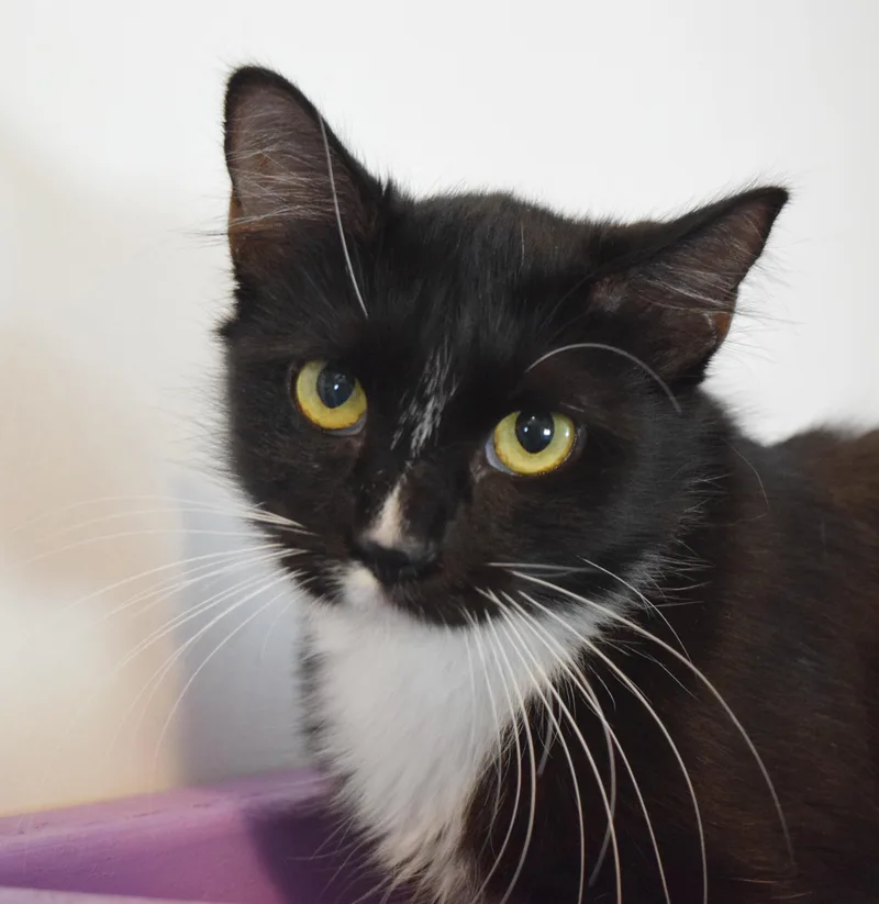 A young medium-sized female Domestic Long Hair cat named Primrose for adoption in Bulverde, TX