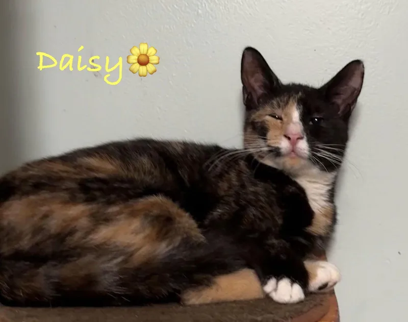 Daisy thumbnail 2
