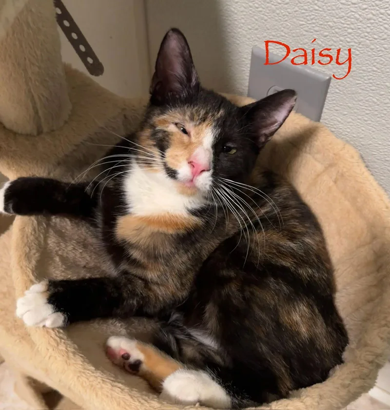 Daisy thumbnail 5