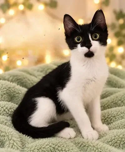 A baby medium-sized male Tuxedo cat named Connery Lazerby for adoption in Churchville, PA