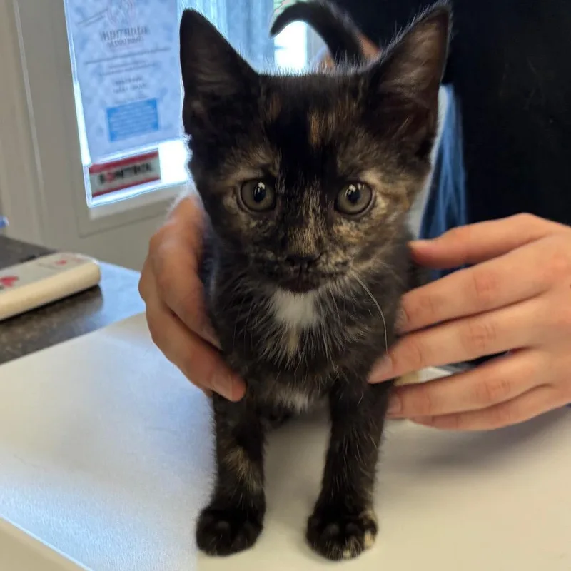 A baby small-sized female Tortoiseshell Domestic Short Hair cat named Ellie_ for adoption in Morganfield, KY
