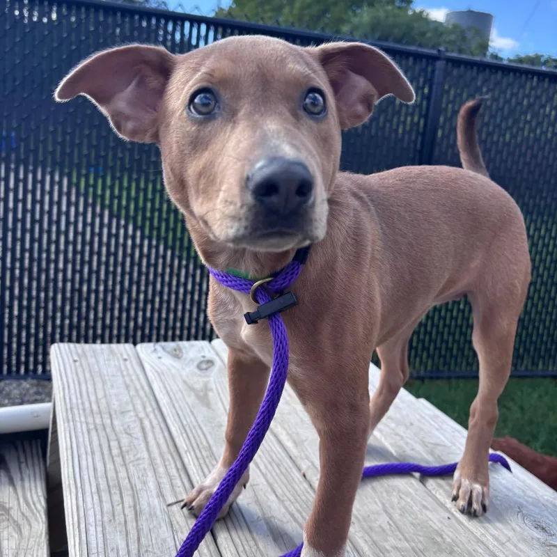 A baby small-sized female Pit Bull Terrier dog named Tilly for adoption in Fort Wayne, IN