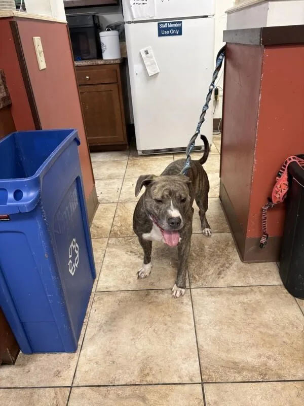 An adult large-sized male Pit Bull Terrier dog named Duracell for adoption in Cincinnati, OH