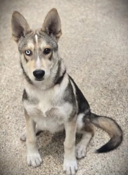 A baby medium-sized male Siberian Husky dog named Aspen for adoption in Los Angeles, CA