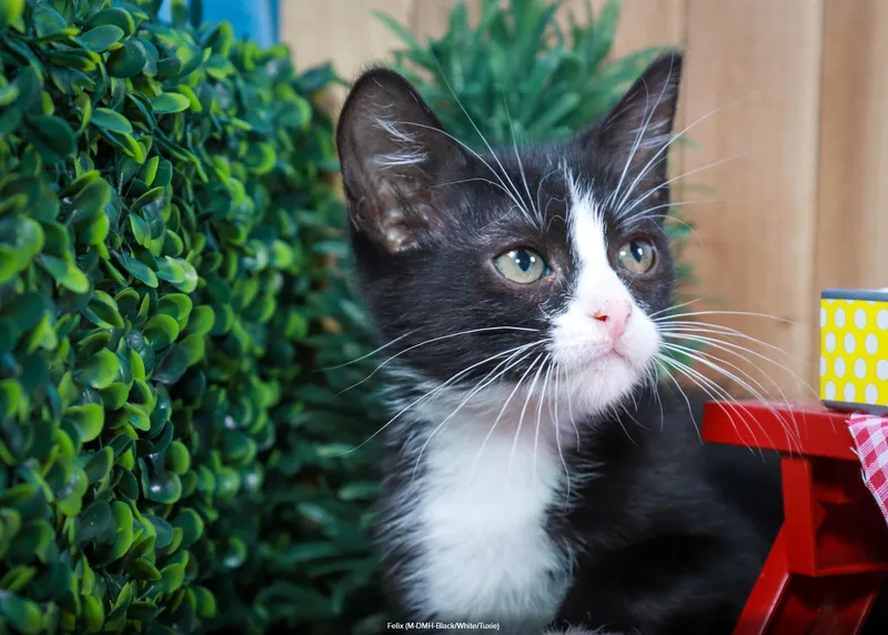 A baby medium-sized male Black & White / Tuxedo Tuxedo cat named Felix for adoption in Parker, TX