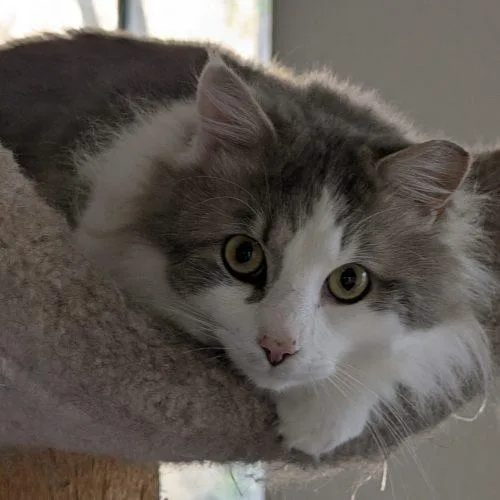 A young small-sized male Maine Coon cat named Pewter for adoption in Knoxville, TN