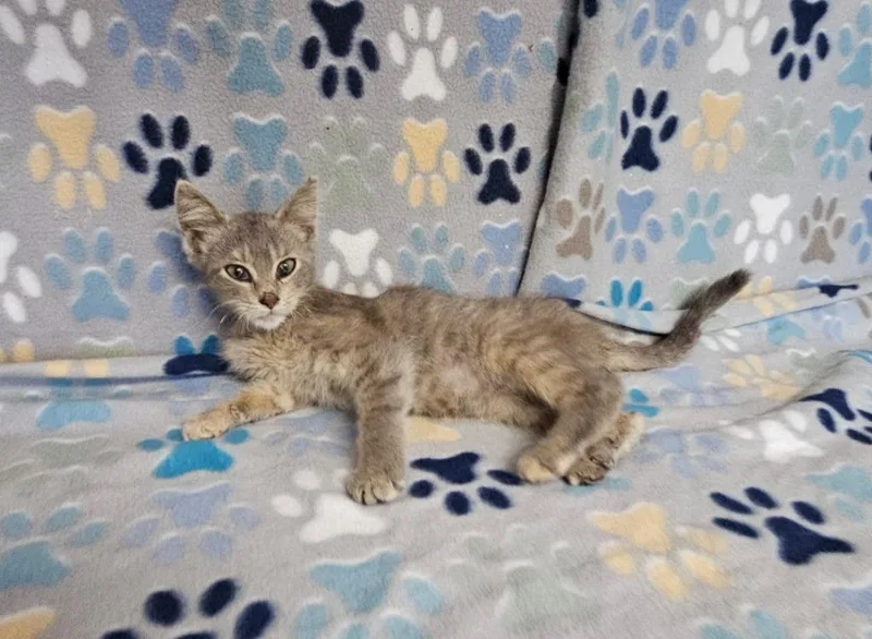 A baby small-sized female Domestic Short Hair cat named Delilah for adoption in Wabash, IN