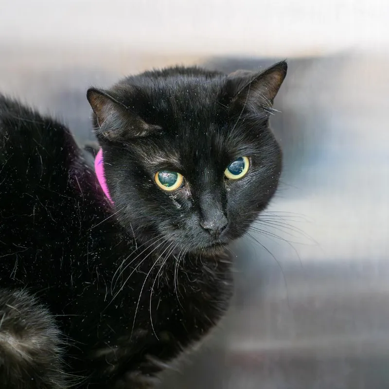 An adult medium-sized female Black Domestic Short Hair cat named Bimchi for adoption in Albuquerque, NM