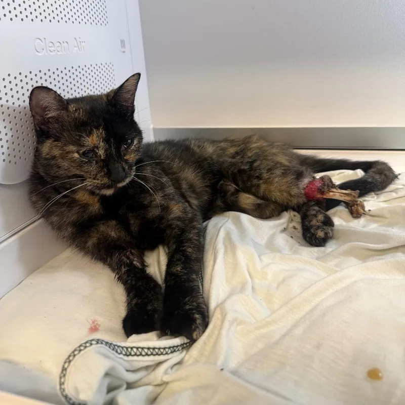 A young medium-sized female Tortoiseshell Domestic Short Hair cat named Gimby for adoption in Pauls Valley, OK