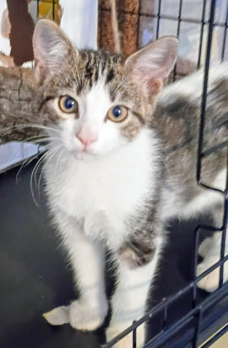 A baby medium-sized female Gray & White Domestic Short Hair cat named Zeva for adoption in Olympia, WA