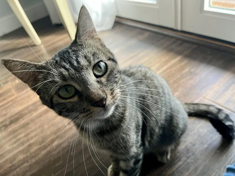 An adult medium-sized female Domestic Short Hair cat named June Bug for adoption in Eureka, MO