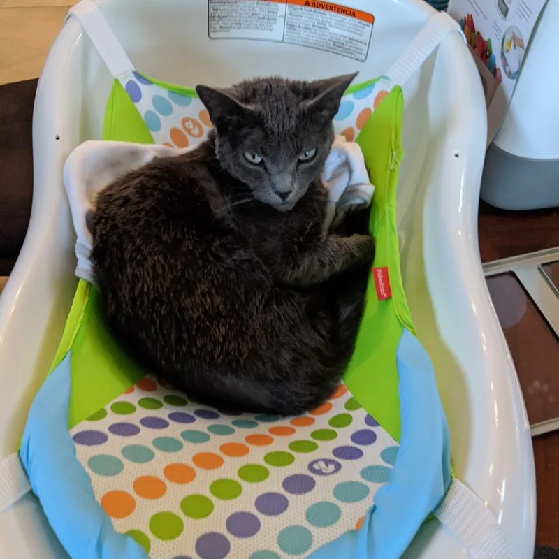 A senior small-sized female Gray / Blue / Silver Domestic Short Hair cat named Luna for adoption in Rochester, MN