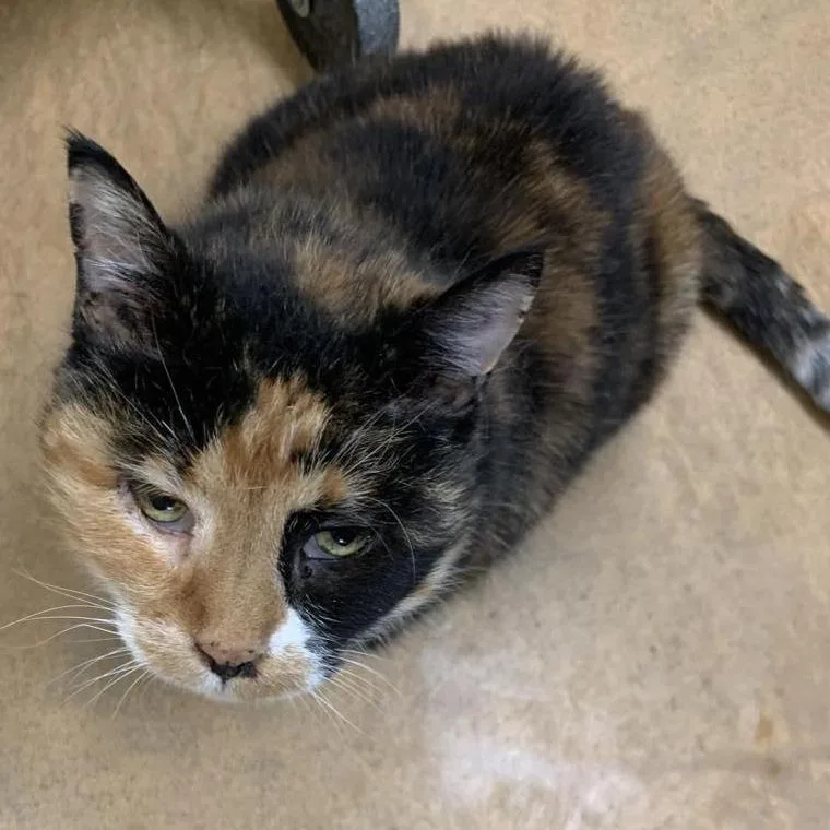 A senior large-sized female Calico cat named Paula for adoption in Thayne, WY