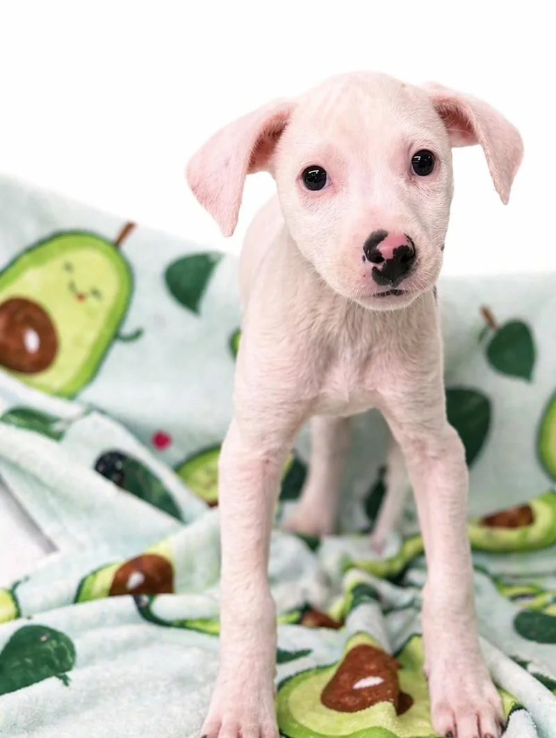 A baby small-sized female White / Cream Chihuahua dog named Juli for adoption in Boca Raton, FL