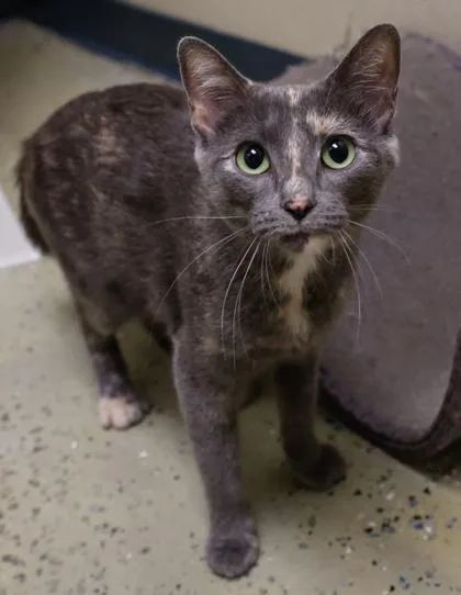 A young small-sized female Domestic Short Hair cat named Archie for adoption in Verona, WI