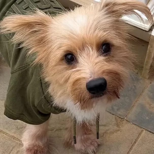 An adult medium-sized male Cairn Terrier dog named Spamalot for adoption in Fredericksburg, VA