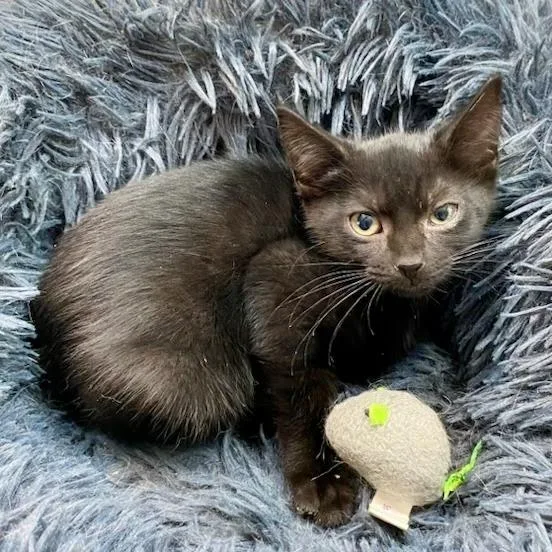 A baby small-sized female Black Domestic Short Hair cat named Betty for adoption in Jupiter, FL