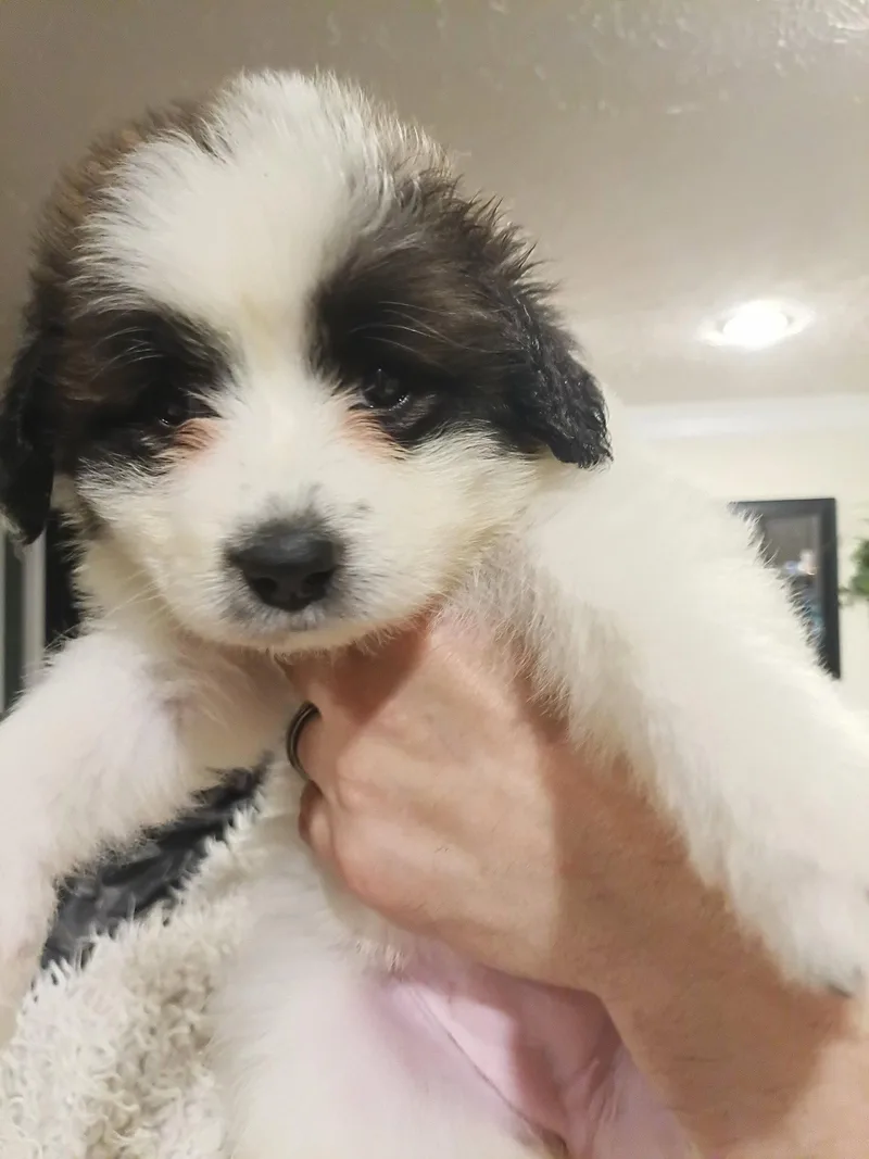 A baby large-sized female Great Pyrenees dog named Tiana  Disney Litter for adoption in Holly Springs, NC