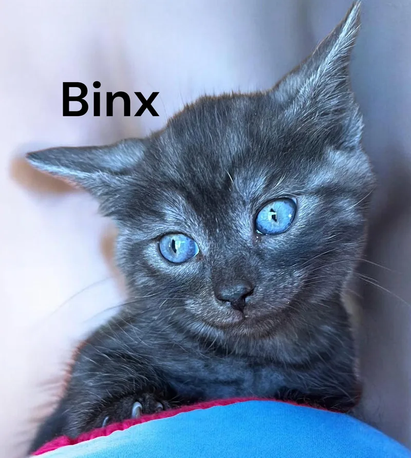 A baby medium-sized male Gray / Blue / Silver Domestic Short Hair cat named Binx for adoption in Weems, VA
