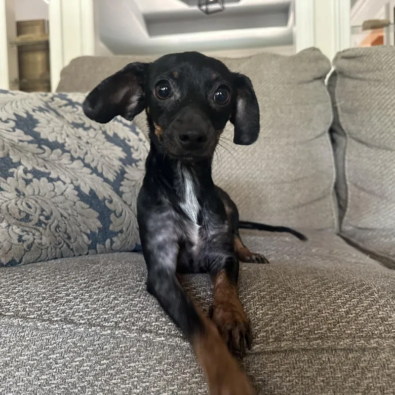 A young small-sized female Black Dachshund dog named Willie Mae for adoption in Austin, TX