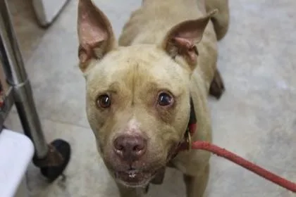 An adult medium-sized female Terrier dog named Layla for adoption in Picayune, MS