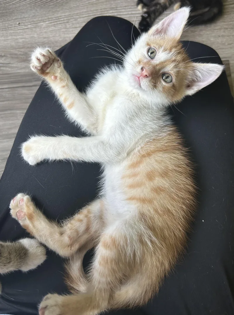 A baby small-sized male Orange / Red Domestic Short Hair cat named Mango for adoption in Tulsa, OK