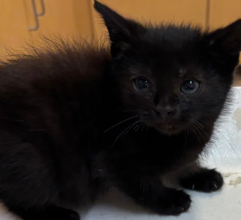 A baby small-sized female Domestic Short Hair cat named Gem for adoption in Elizabethton, TN