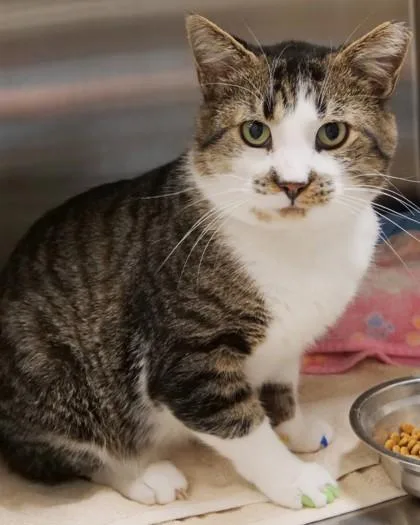 An adult medium-sized male Domestic Short Hair cat named Gilbert for adoption in Fishers, IN