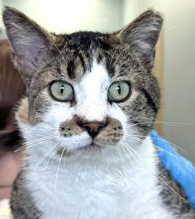 Gilbert thumbnail 3