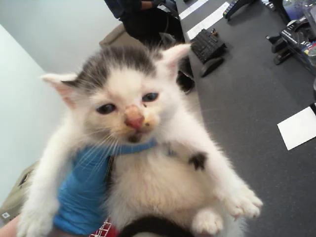 A baby small-sized female Domestic Short Hair cat named Marigold for adoption in Charlotte, NC