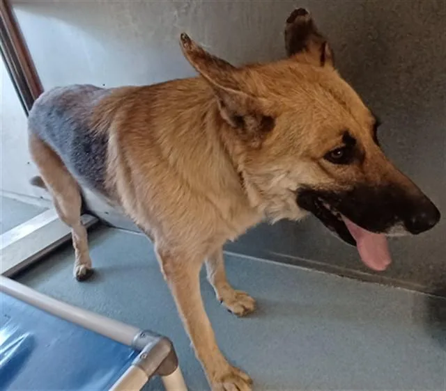 An adult medium-sized female German Shepherd Dog dog named Lucy for adoption in Baldwin Park, CA