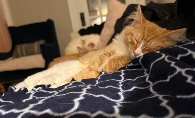 A baby small-sized male Orange & White Domestic Short Hair cat named Fanta for adoption in Omaha, NE