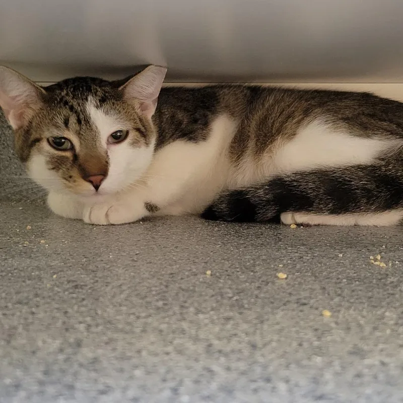 A young medium-sized male Brown / Chocolate Domestic Short Hair cat named Tigre for adoption in Wheeling, IL