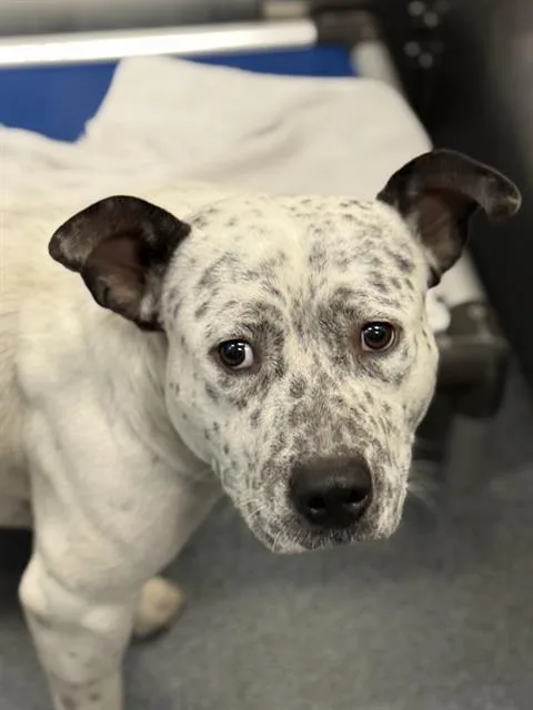 A young medium-sized male Mixed Breed dog named Carl for adoption in Dallas, TX