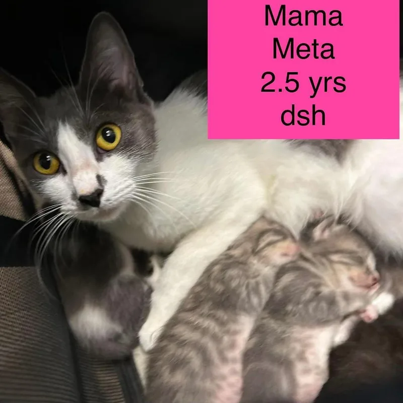 A young small-sized female White Domestic Short Hair cat named Momma Meta for adoption in Tampa, FL