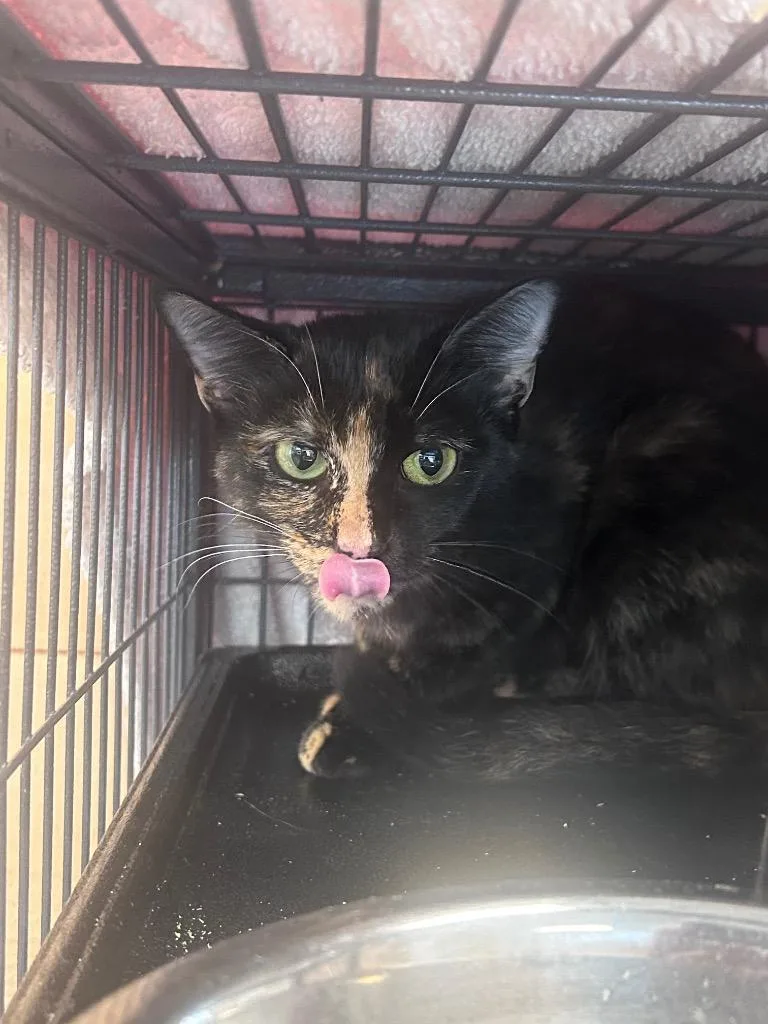 A young medium-sized female Domestic Short Hair cat named Alaina for adoption in Cumming, GA