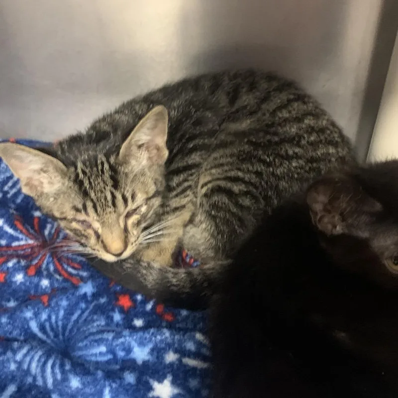 A baby small-sized male Gray / Blue / Silver Domestic Short Hair cat named Blueberry for adoption in West Palm Beach, FL