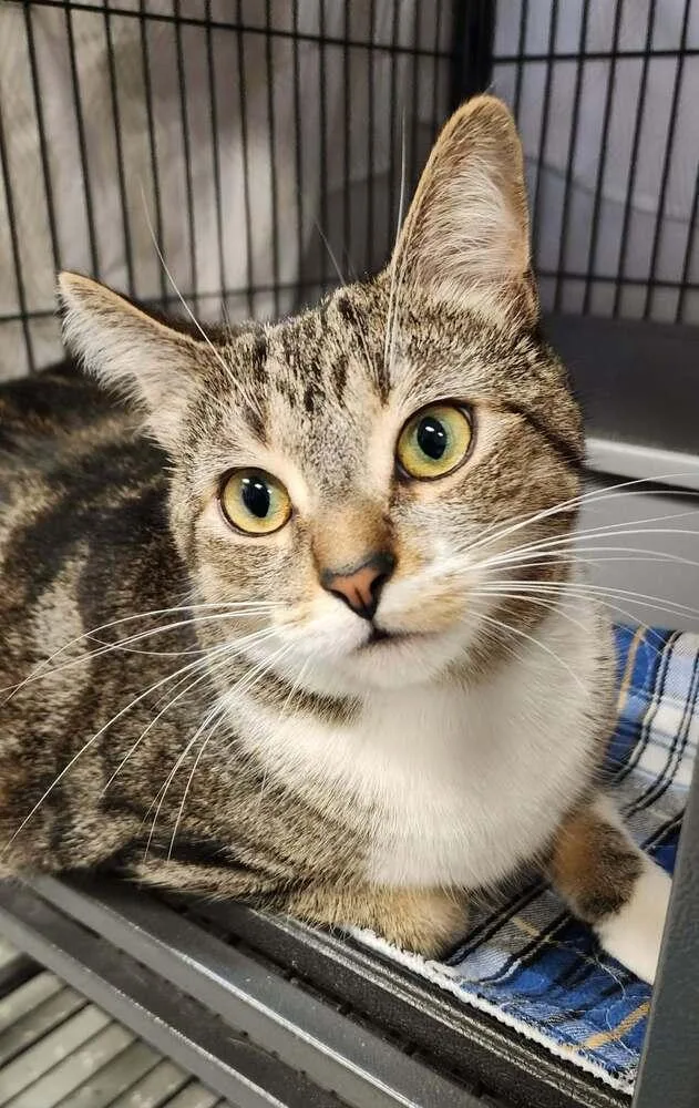 A young medium-sized male Domestic Short Hair cat named Professor Plum for adoption in Clinton Township, MI